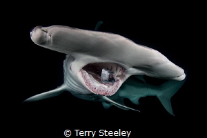 Baited feeds has changed the shark behaviour in the Baham... by Terry Steeley 